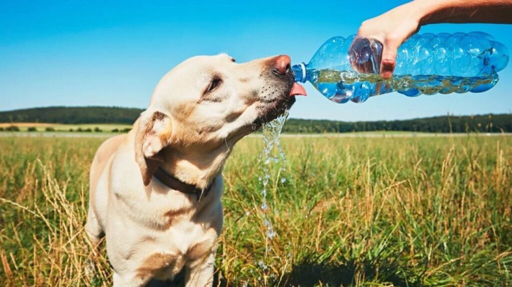 large_mascotas_olar_calor_8ea0528a50