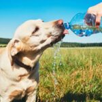 large_mascotas_olar_calor_8ea0528a50
