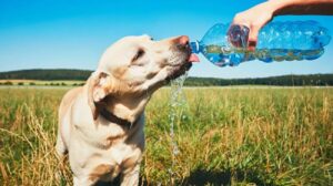 large_mascotas_olar_calor_8ea0528a50
