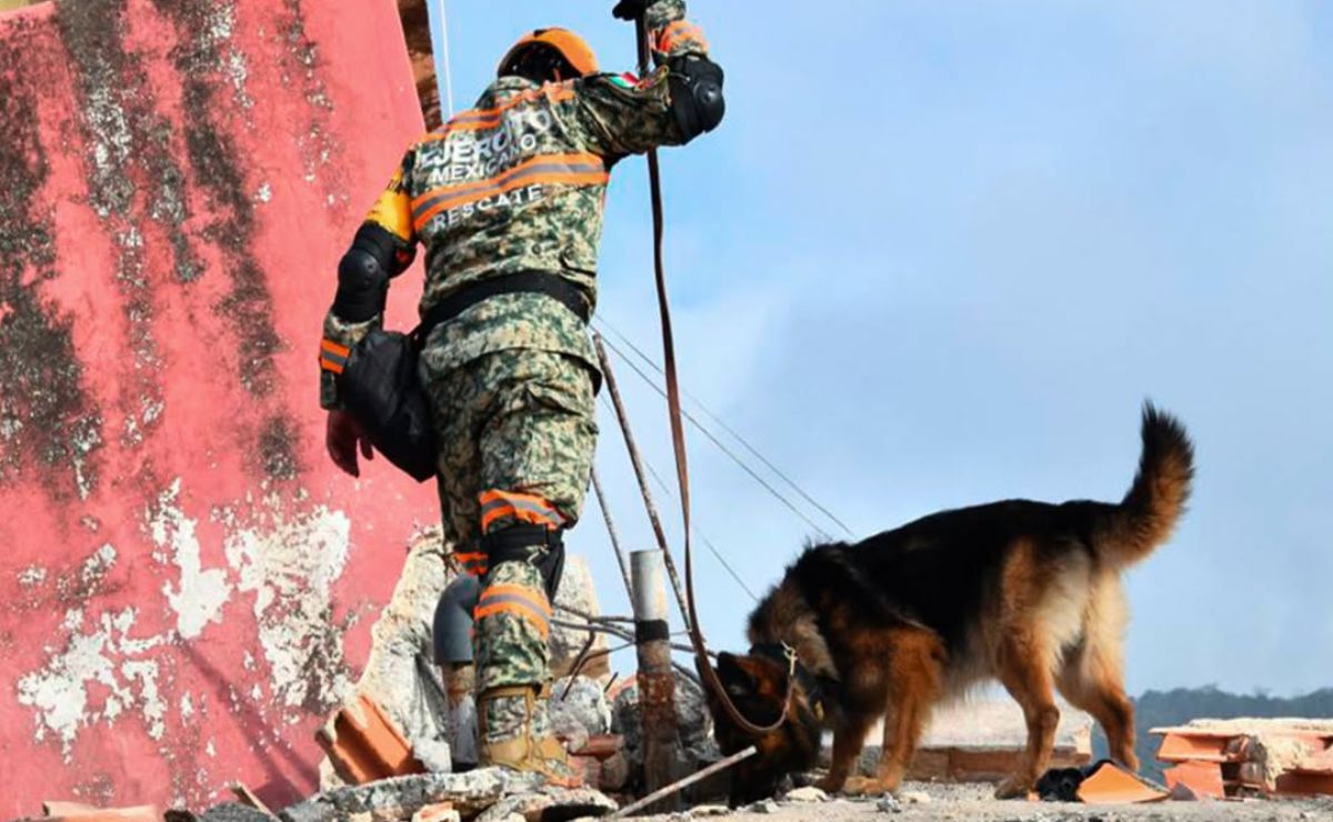 Descubre cómo 22 binomios caninos de México están ayudando en las labores de rescate en Venezuela por los sismos.