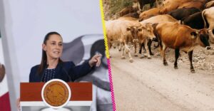 Reanudación de exportación de ganado entre México y Estados Unidos