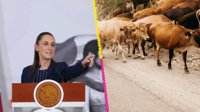 Reanudación de exportación de ganado entre México y Estados Unidos