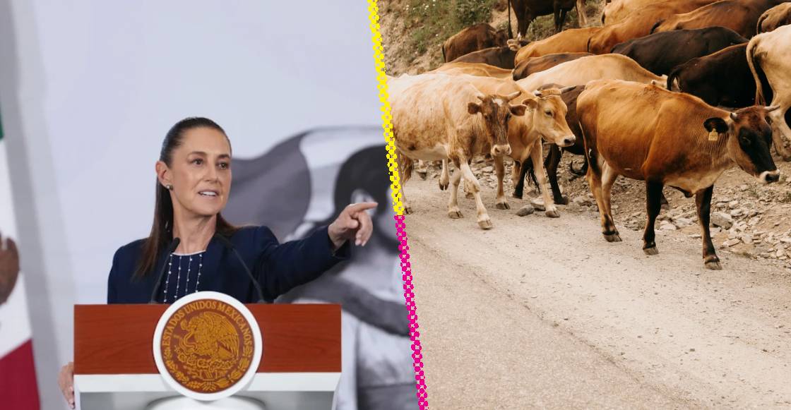 La exportación de ganado entre México y Estados Unidos se reanuda tras una pausa de varios meses. Descubre los detalles.