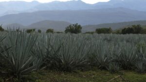 Cuatro municipios de Sinaloa reciben Denominación de Origen Mezcal