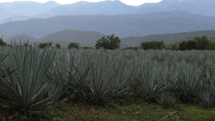 Cuatro municipios de Sinaloa reciben Denominación de Origen Mezcal