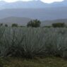 Cuatro municipios de Sinaloa reciben Denominación de Origen Mezcal