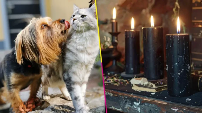 Consejo Ciudadano advierte sobre rituales con perros y gatos en Día de Muertos