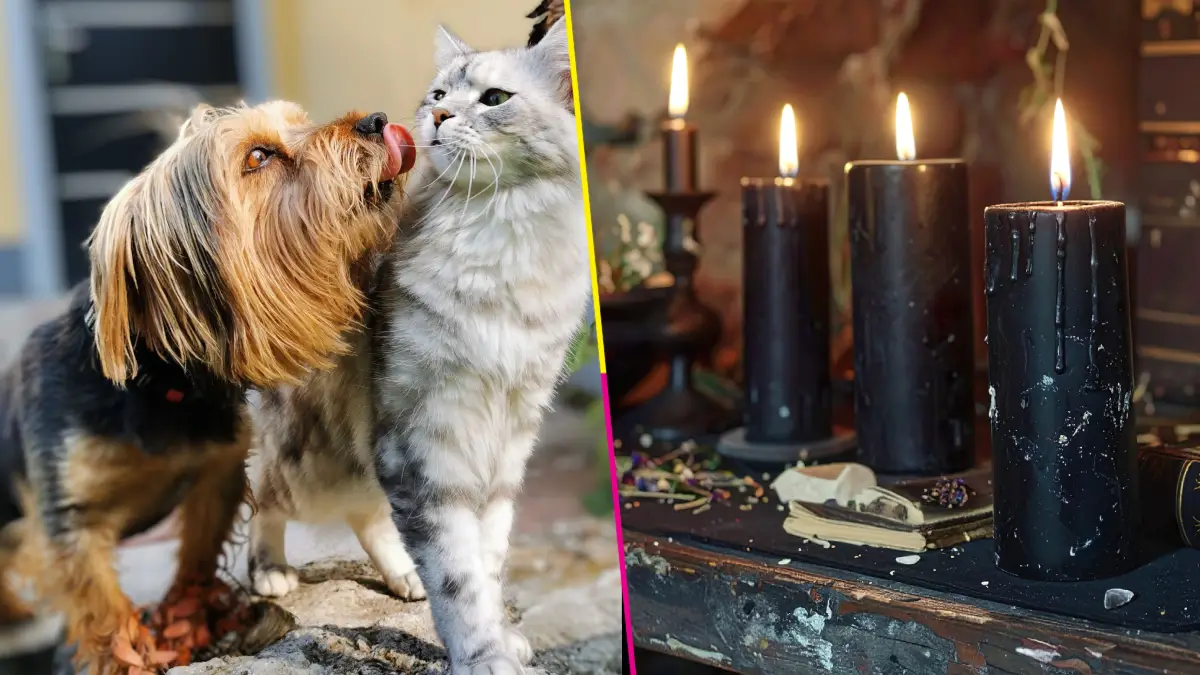 Perros y gatos, especialmente los de colores blanco y negro, son utilizados en rituales del Día de Muertos. Cuida a tus mascotas.